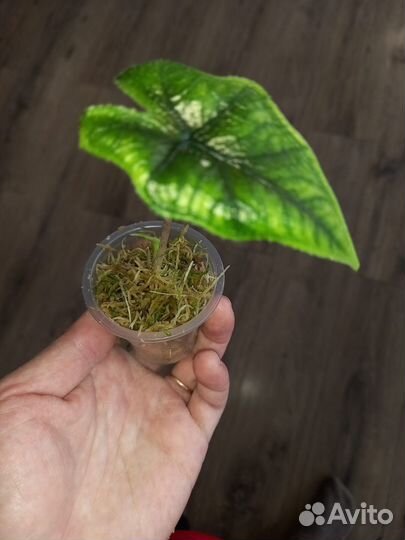 Алакозия жаклин