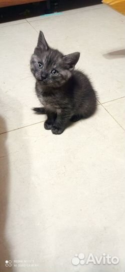 Шотландская