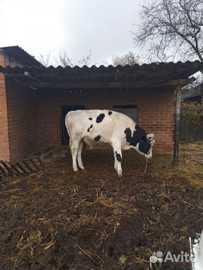 Бычки годовалые