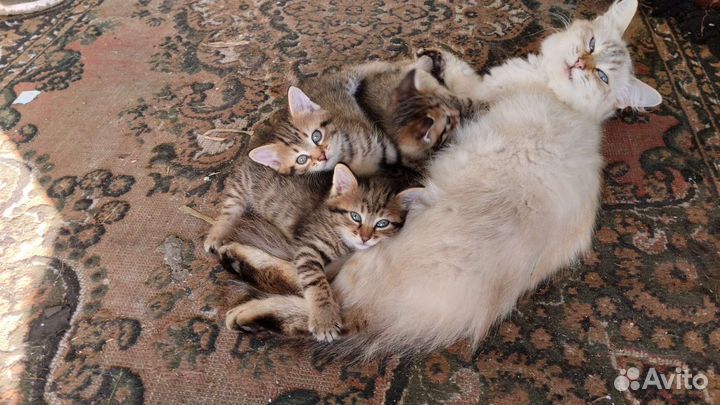 Котята в добрые руки бесплатно
