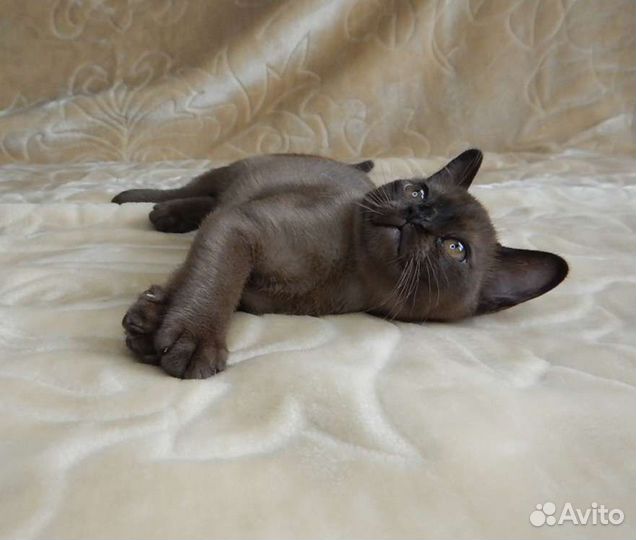 Традиционная Американская бурма