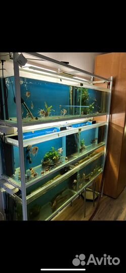 Стойка с аквариумами