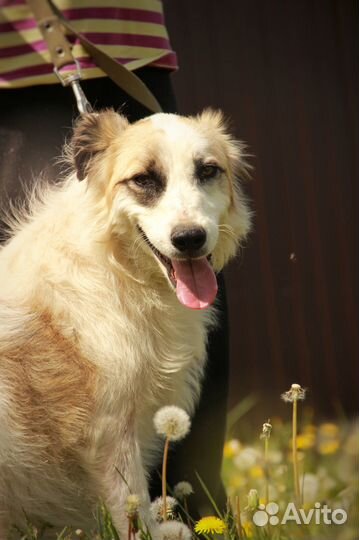 Бим в добрые руки