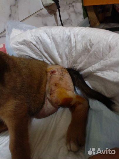 Щенок в добрые руки