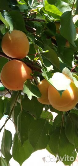 Абрикос оптом