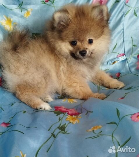 Щенок Шпица