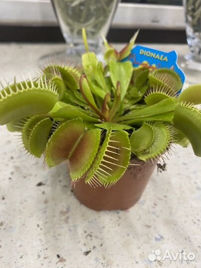 Дионея венерина мухоловка 9 см горшок