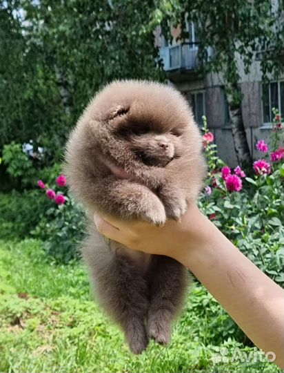 Лиловый миниi малыш