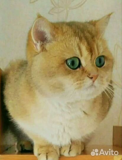 Кот в сапогах)