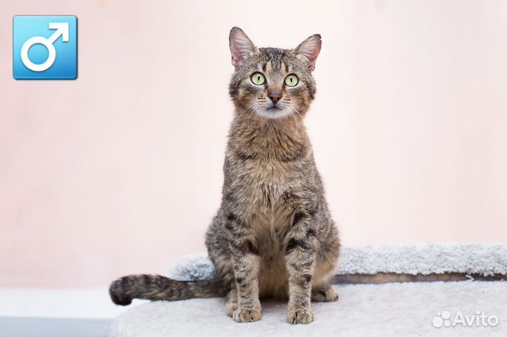 Кошки и коты с Домбасса бывшедомашние