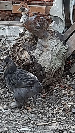 Декоративные цыплята