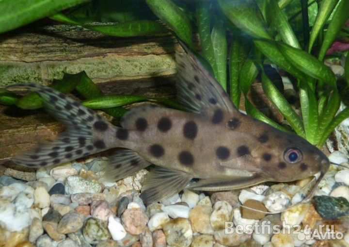 Сомы синадонтисы