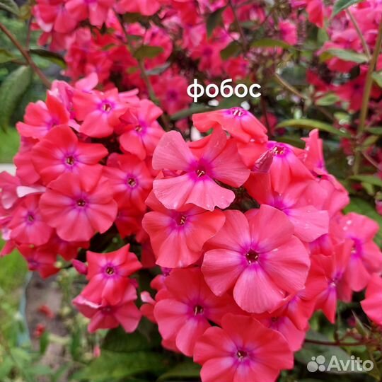 Флоксы сорта