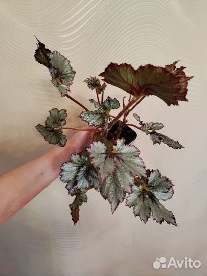 Бегония декоративно лиственная