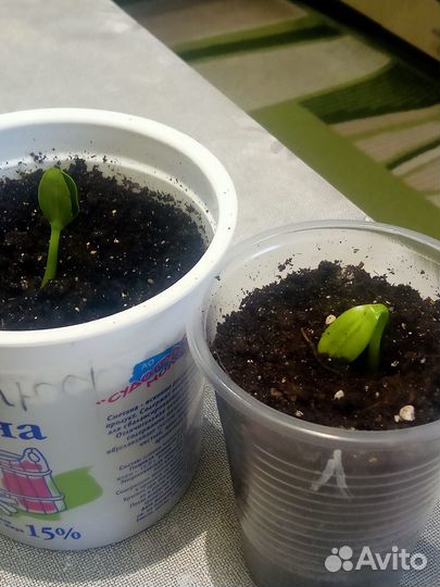 Редкие растения для сада