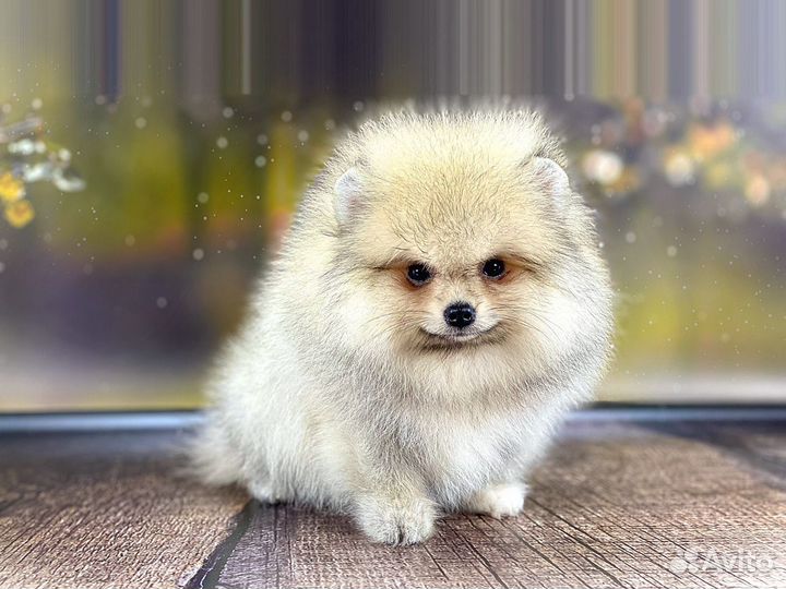 Шпиц