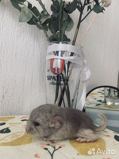 Шиншилла