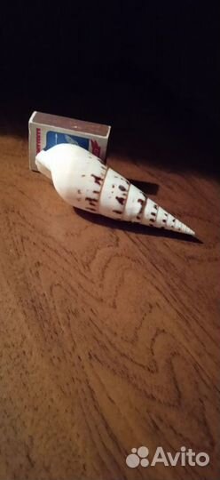 Морские ракушки