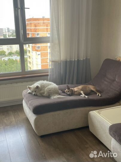 Передержка для собак