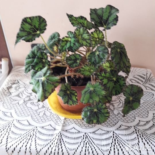 Бегония тигровая