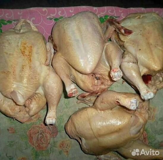 Мясо домашних курочек