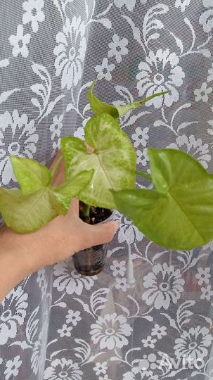 Сингониум Манго Аллюжен