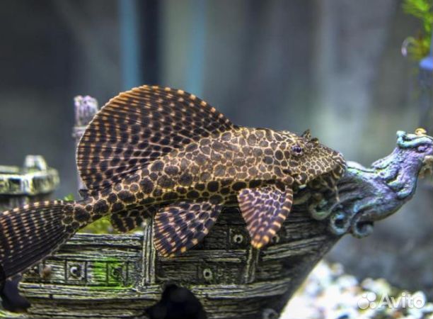 Сомики анциструсы