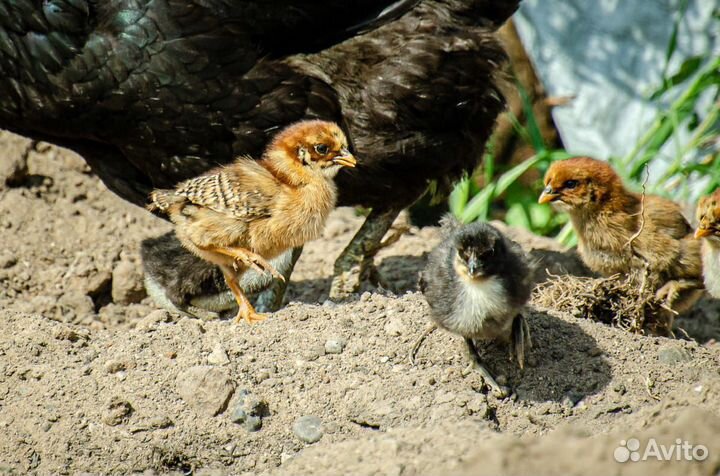 Выпускной на конеферме