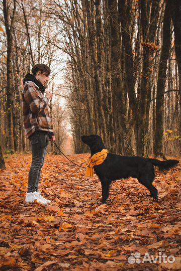 Услуги хендлера