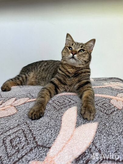 Очаровательная Мона-Лиза в добрые ручки