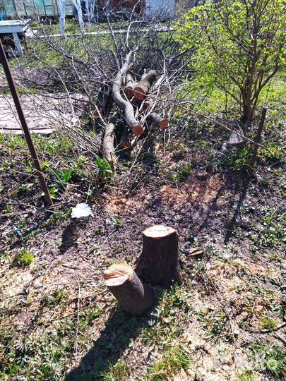 Измельчение пней