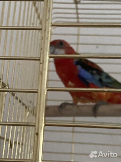 Попугай розелла, девочка молодая 5 месяцев