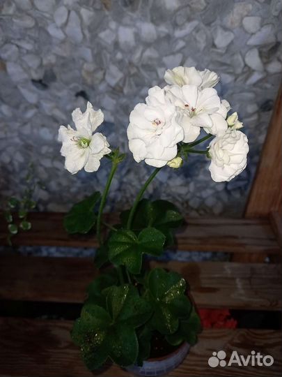 Герань пеларгония