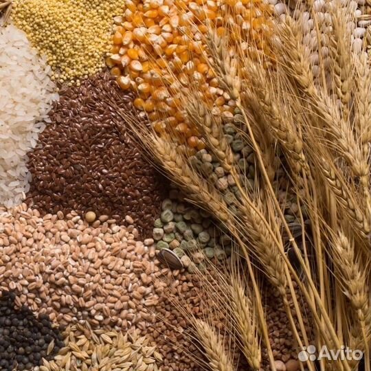 Зерно пшеница ячмень овёс