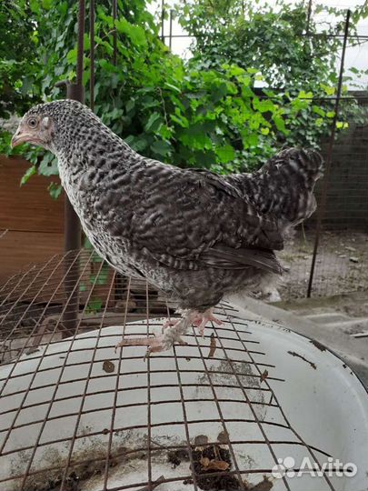 Цыплята домашние