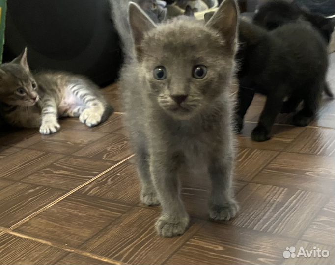 Котята в добрые руки бесплатно