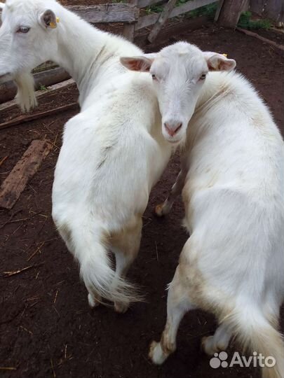 Баранчики,козлики