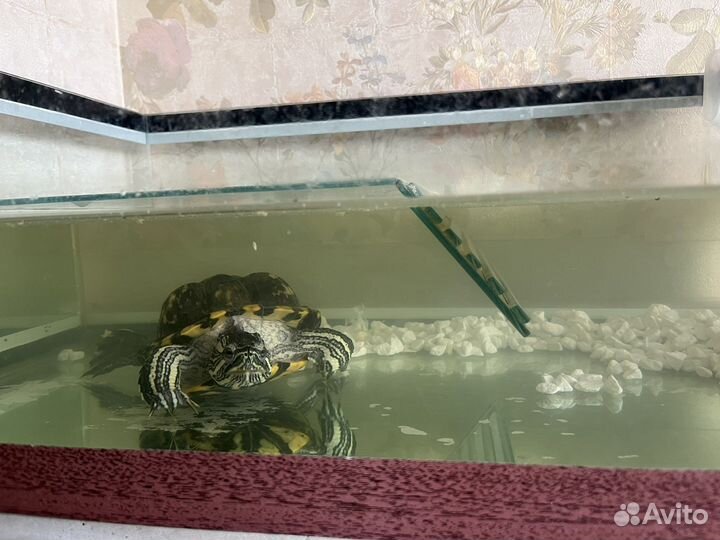 Черепашка с аквариумом