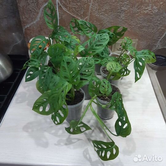 Монстера Адансона/ Манки маск