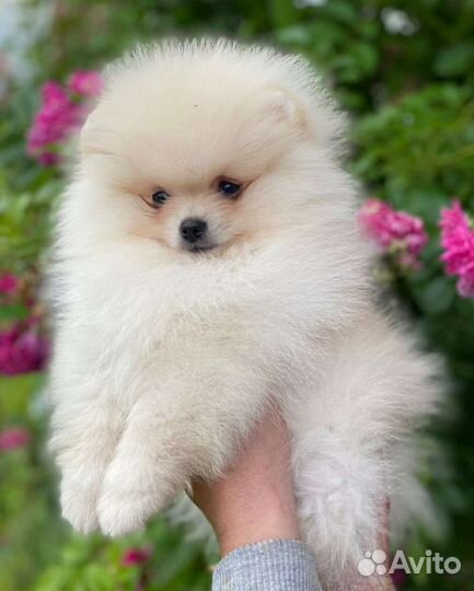 Щенок померанского шпица плюшевый мишка