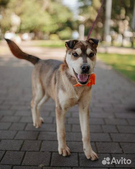 Собака, девочка