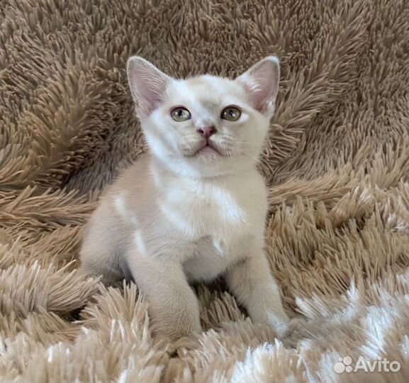 Бурманский котенок