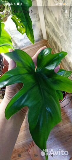 Филодендрон