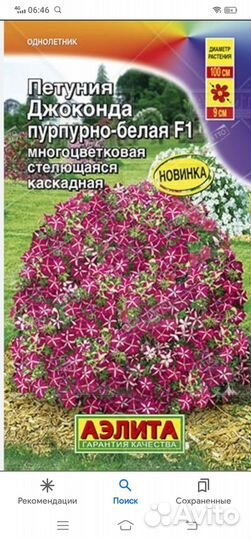 Рассада петунии