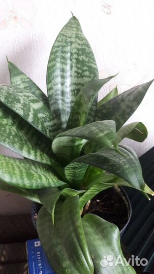 Комнатные цветы