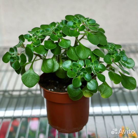 Аихризон распростертый, Дерево любви