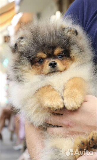 Померанский Шпиц мальчик 5 месяцев