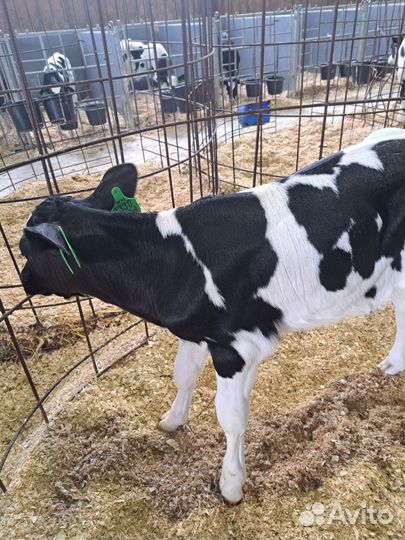 Бычки-оптом