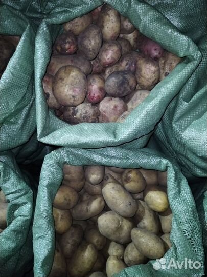Продам картофель