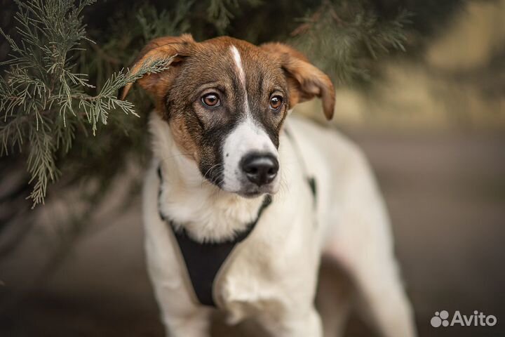 Милая, молодая девочка щенок в дар, из приюта